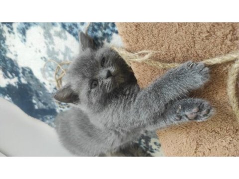 Sevimli british shorthair