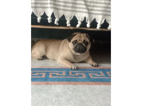 Pug köpeğimiz