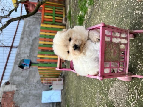 Chow chow yavrularımız