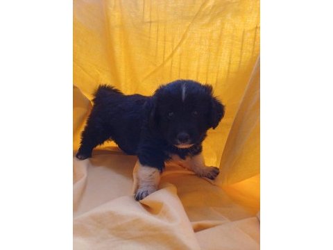Birbirinden güzel fino köpekler