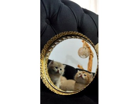 Rezerveye açık dişi british longhair yavrular