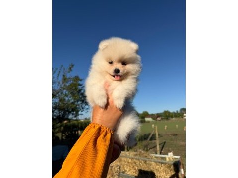 Yavru pomeranian boolarımız için ulaşın