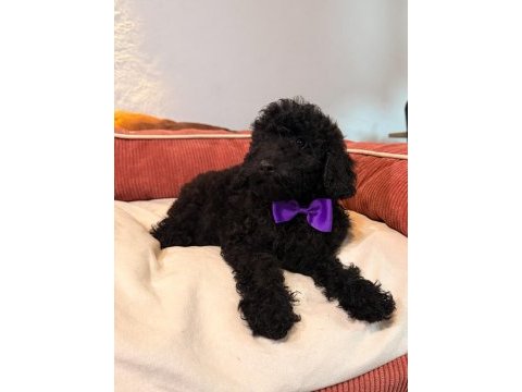Siyah toy poodle yavrularım