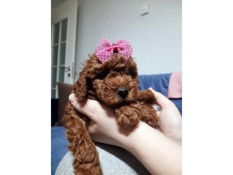 2 dişi ve 1 erkek toy poodle