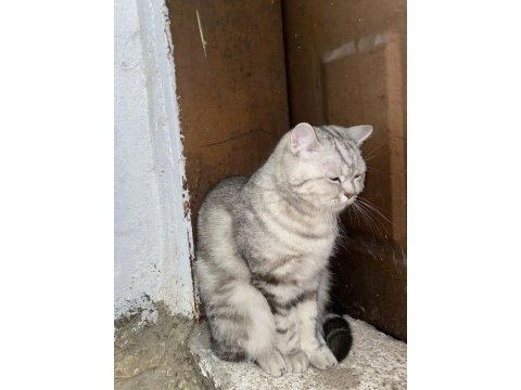 British shorthair dişi