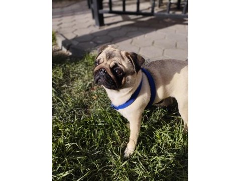 Dişi pug mops