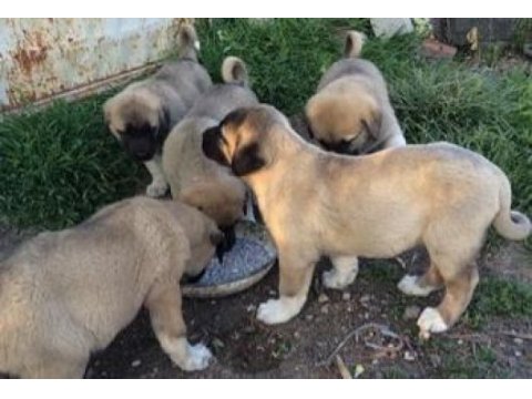 Sivas merkez kangal üretim çiftliği