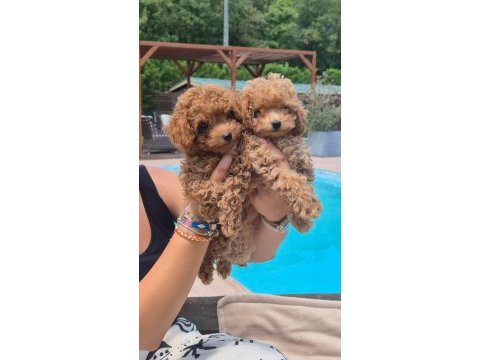 Orjinal poodle yavruları 