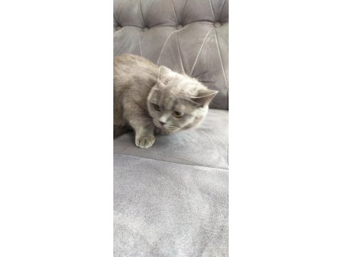 Scottish fold kedisi