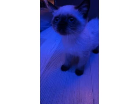 Minik british blue point british shorthair