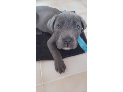 Cane corso yavrusu 2 aylık