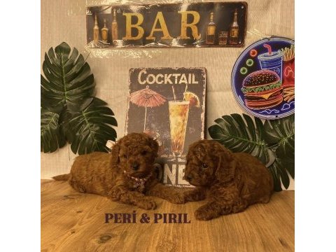 Kore poodle yavruları