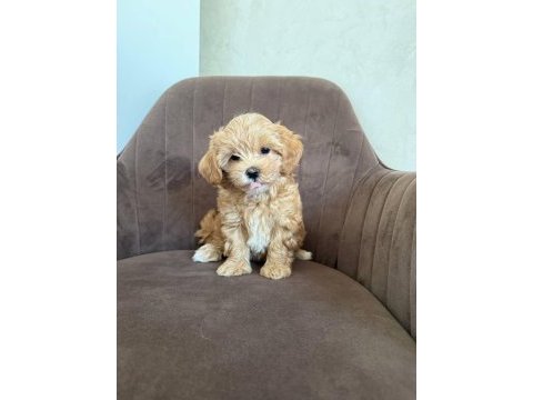 Korean maltipoo