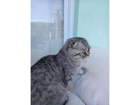 Scottish fold shorthair dişi kedi