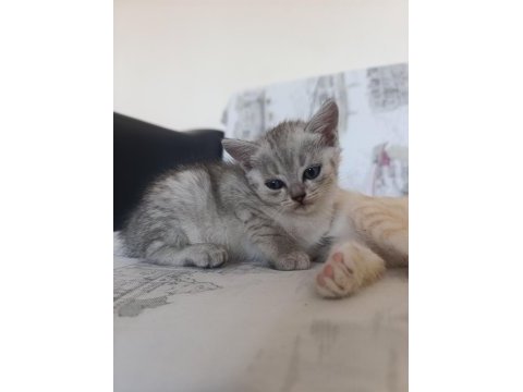 British shorthair mersin tarsus cüzi ücretli