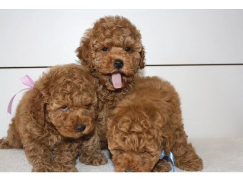 Red brown toy poodle yavrularım