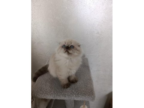 2 aylık kuru mamaya geçmiş scottish fold
