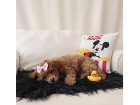 Toy poodle dişi