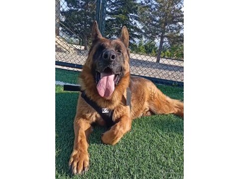 Üst seviye alman çoban köpeği erkek