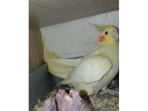 3 yavrulu sultan papağanı çifti
