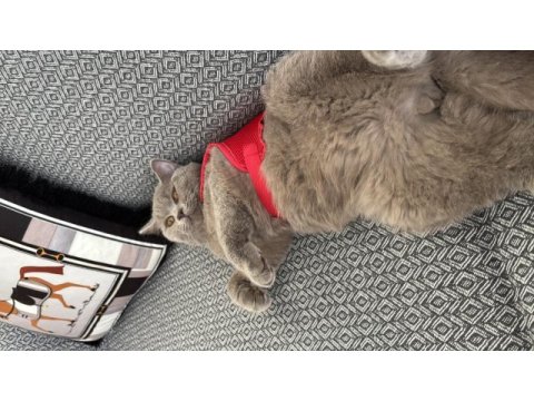 Kısır 8 aylık erkek british shorthair