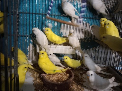 Yavru muhabbet kuşu vardır