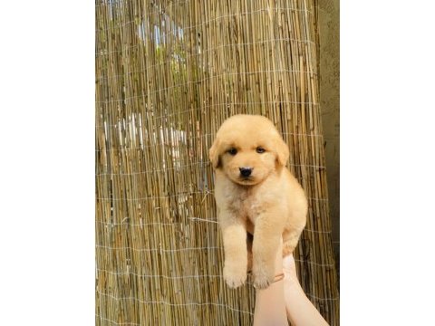 Orjinal küt burun istanbul güzeli golden retriever