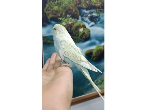 Jumbo yavru muhabbet kuşu