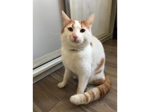 Evden atılmış kediciğe acil ömürlük yuva arıyoruz!
