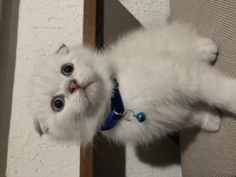 Scottish fold aşıları tam