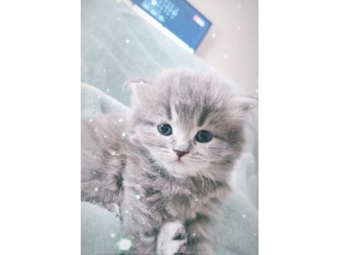 Zeka küpü british longhair