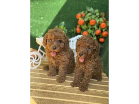 Referans poodle yavrumuz