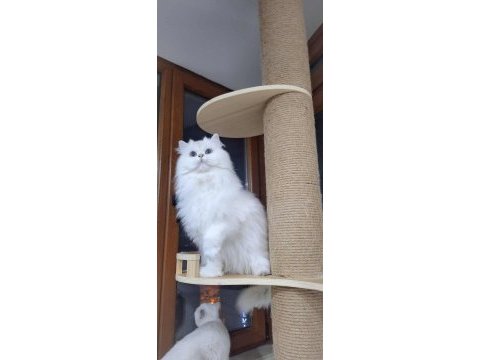 Messinin kızı british longhair