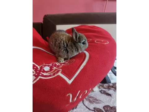 Cüce tavşanlar