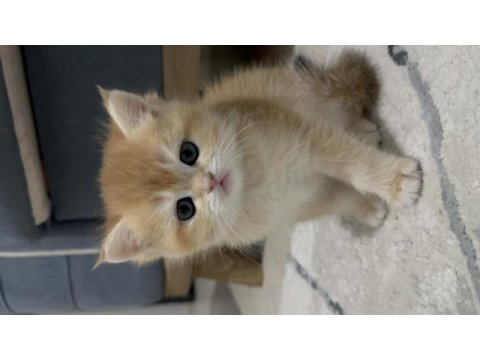 British shorthair ny12 golden