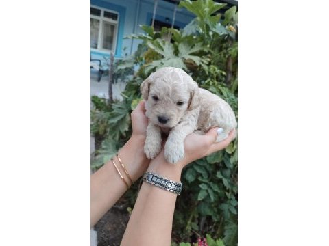 Muhteşem güzellikte maltipoo yavrularımız