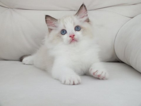 Ragdoll yavruları
