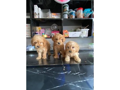 Irk ve sağlık garanti orjinal maltipoo bebeğimiz