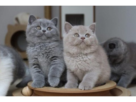 Koca kafa gerçek british shorthair yavruları