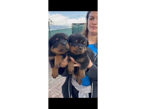Onlar bir dünya rottweiler şampiyonu torunları