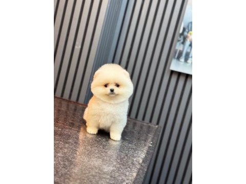 Sağlık ve ırk garantili pomeranian