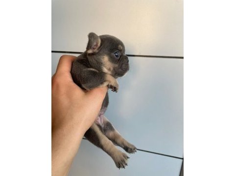 Mavi göz french bulldog yavrular