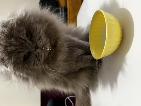 Scottish fold çiftleştirme veya yavru ile takas
