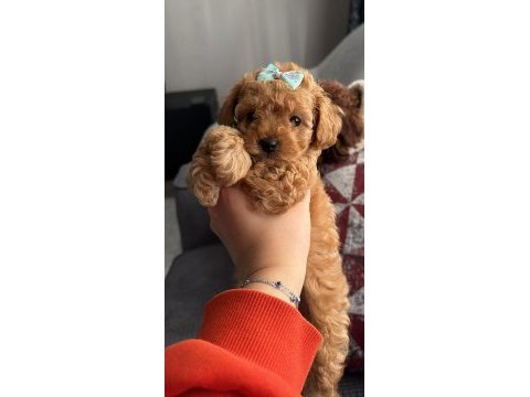 Toy poodle yavrular