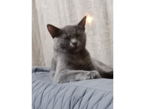 Şirin ve çok akıllı oyuncu