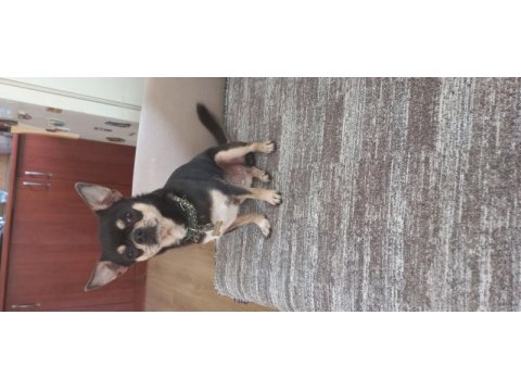 Male chihuahua