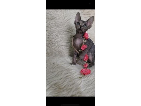 Naked beauty sphynx cattery