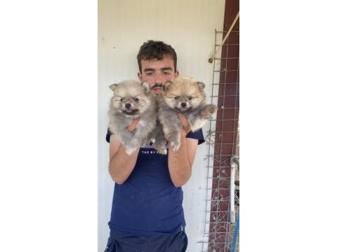 A kalite pomeranian yavrular