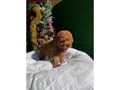 Referans yavru toy poodle