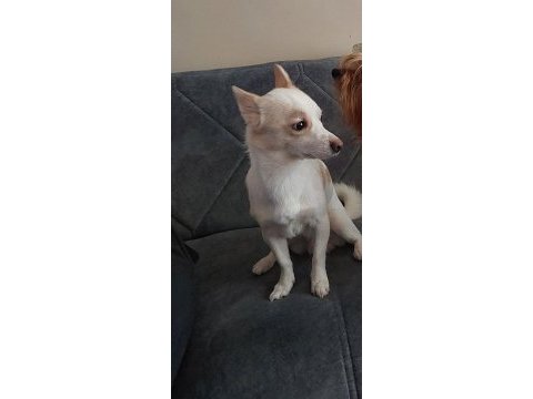 2 yaşında jack russell